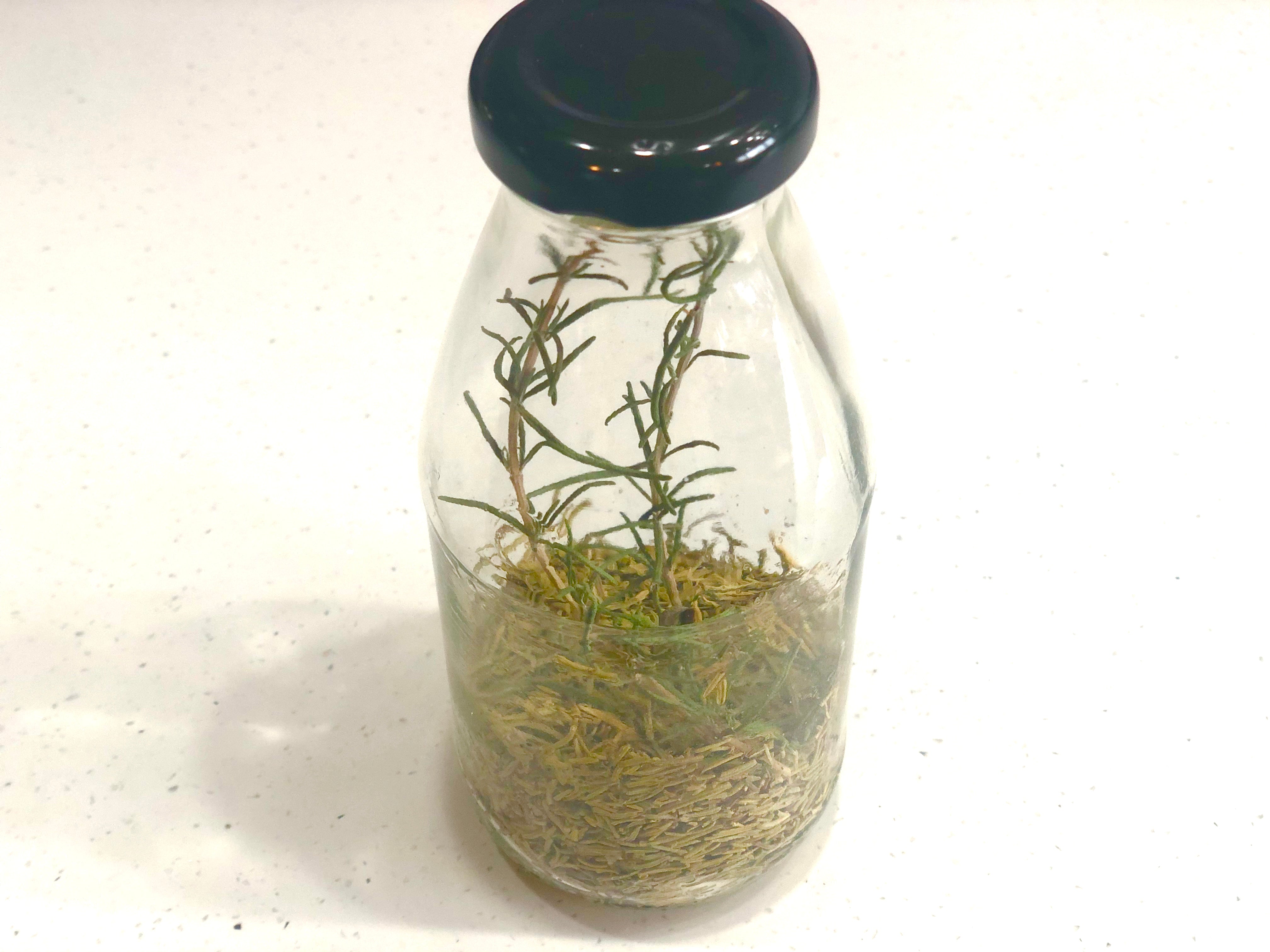 Healtea et la journée de la Terre